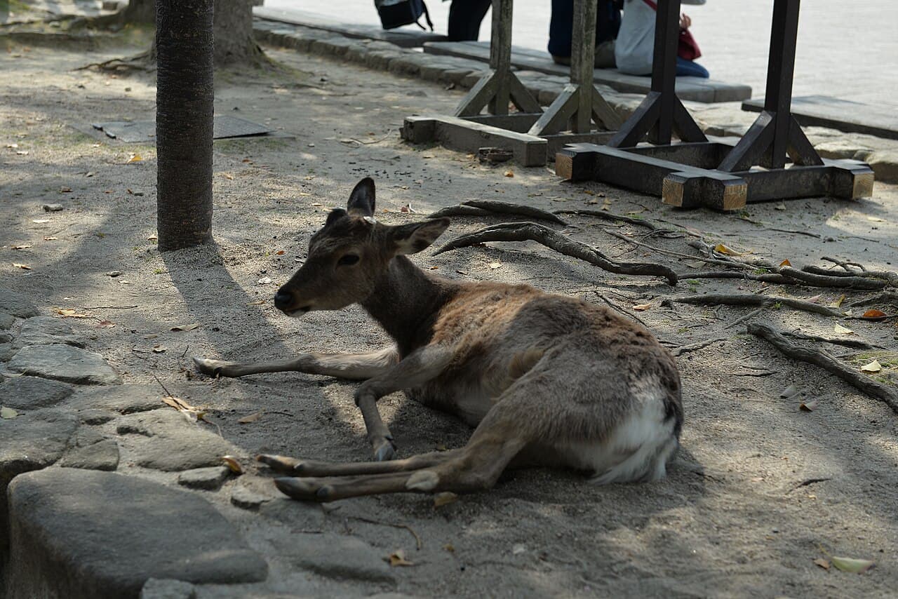 奈良公園