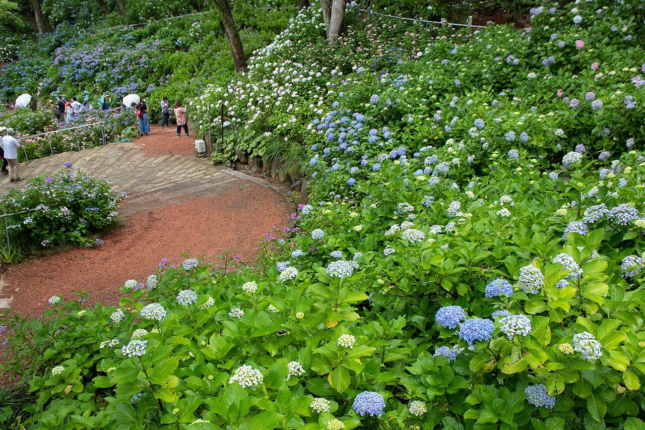 Hydrangeas (ajisai) in bloom at a Japanese temple garden in late June