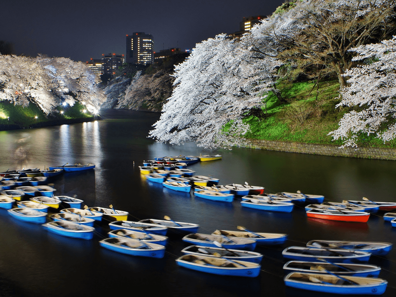 Chidorigafuchi Cherry Blossoms