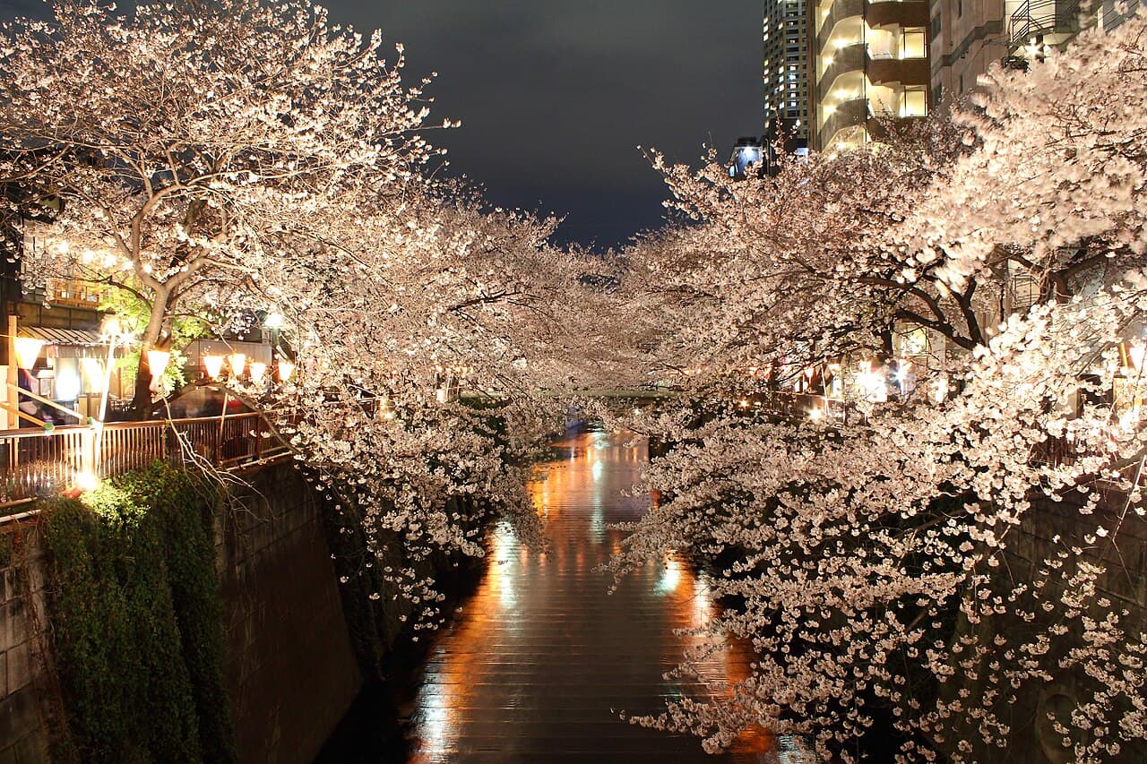 Cherry blossoms in full bloom lining the Meguro River at night, Tokyo