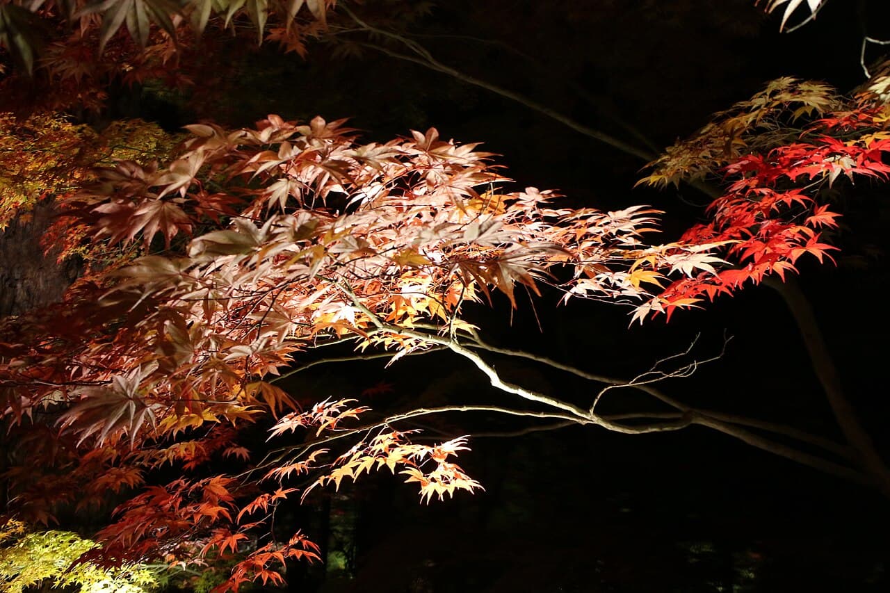 Night illumination of red autumn maple leaves at Eikando (Zenrinji) temple, Kyoto