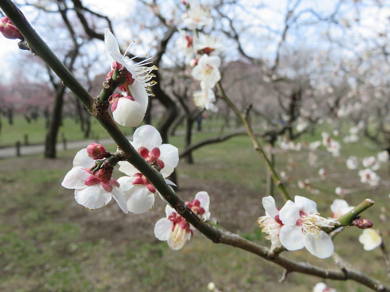 Mito Plum Blossom Festival (Kairakuen)