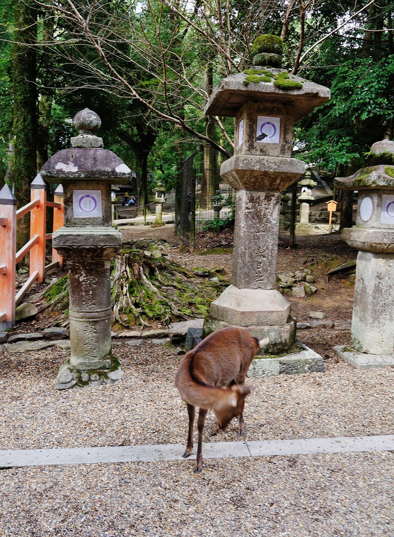 Rows of bronze lanterns and a deer at Kasuga Taisha shrine in Nara