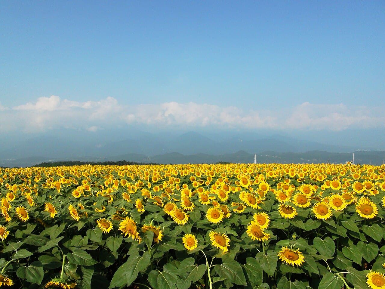Akeno Sunflower Festival 2026