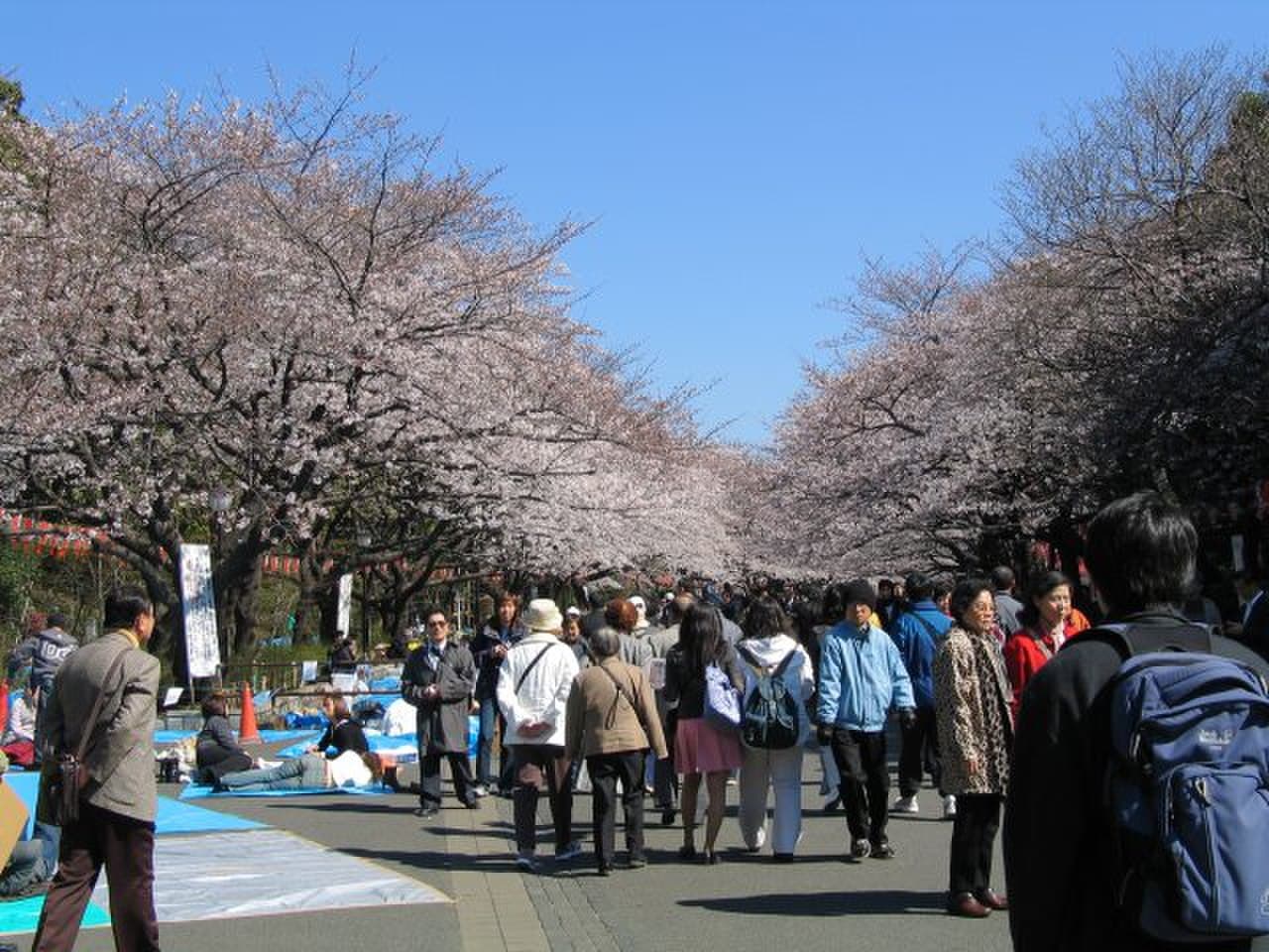 Cherry blossoms and hanami crowds at Ueno Park during the sakura season, Tokyo