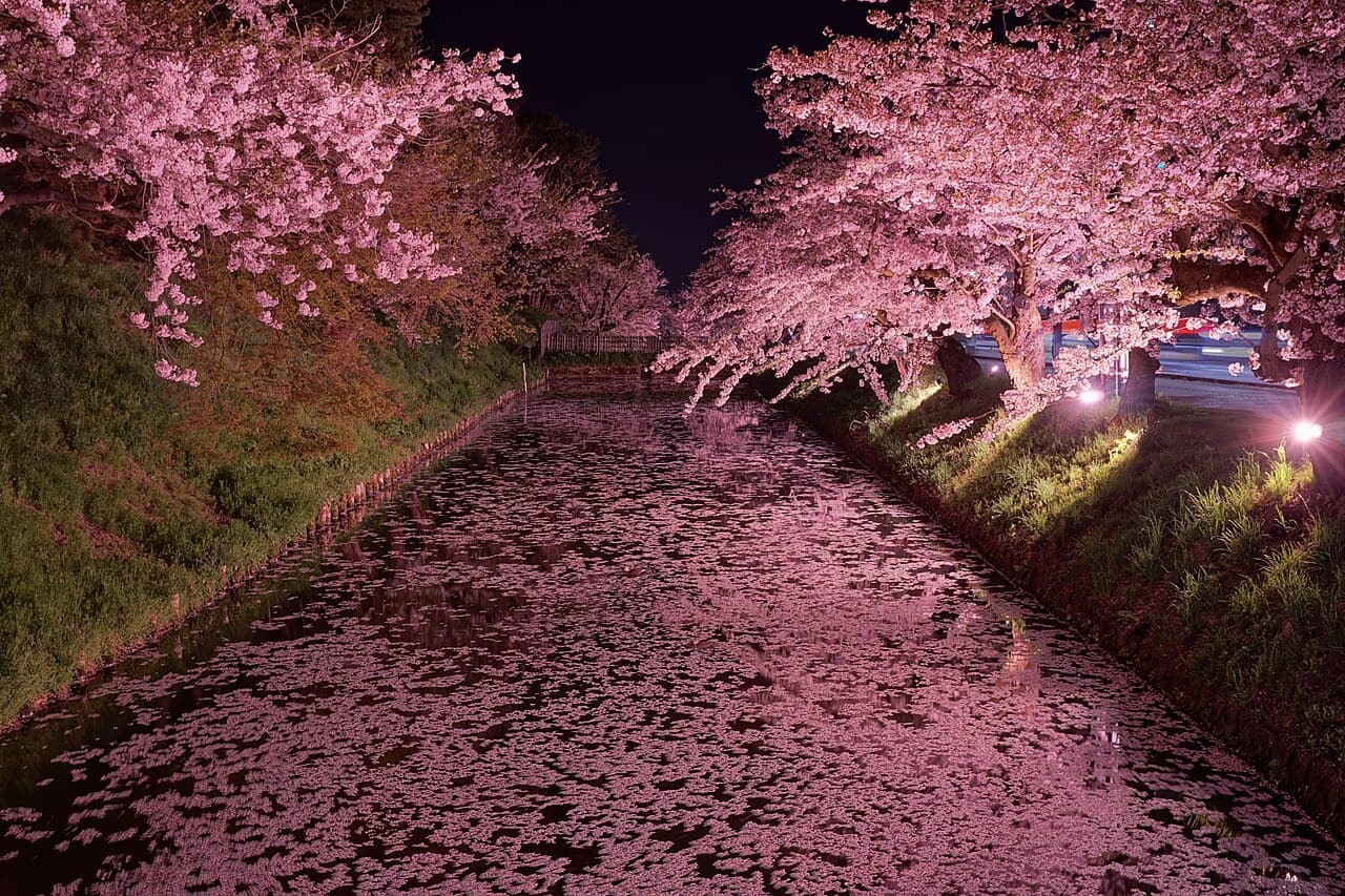 Hirosaki Cherry Blossom Festival