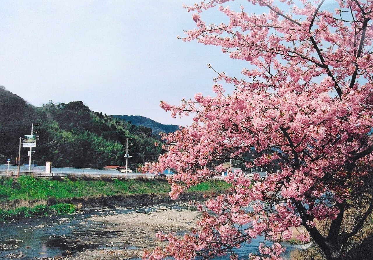 Early-blooming Kawazu cherry blossoms along the Kawazu River, Izu