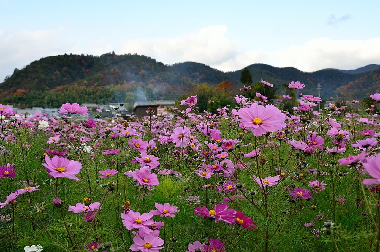 Autumn foliage in Arashiyama, Kyoto