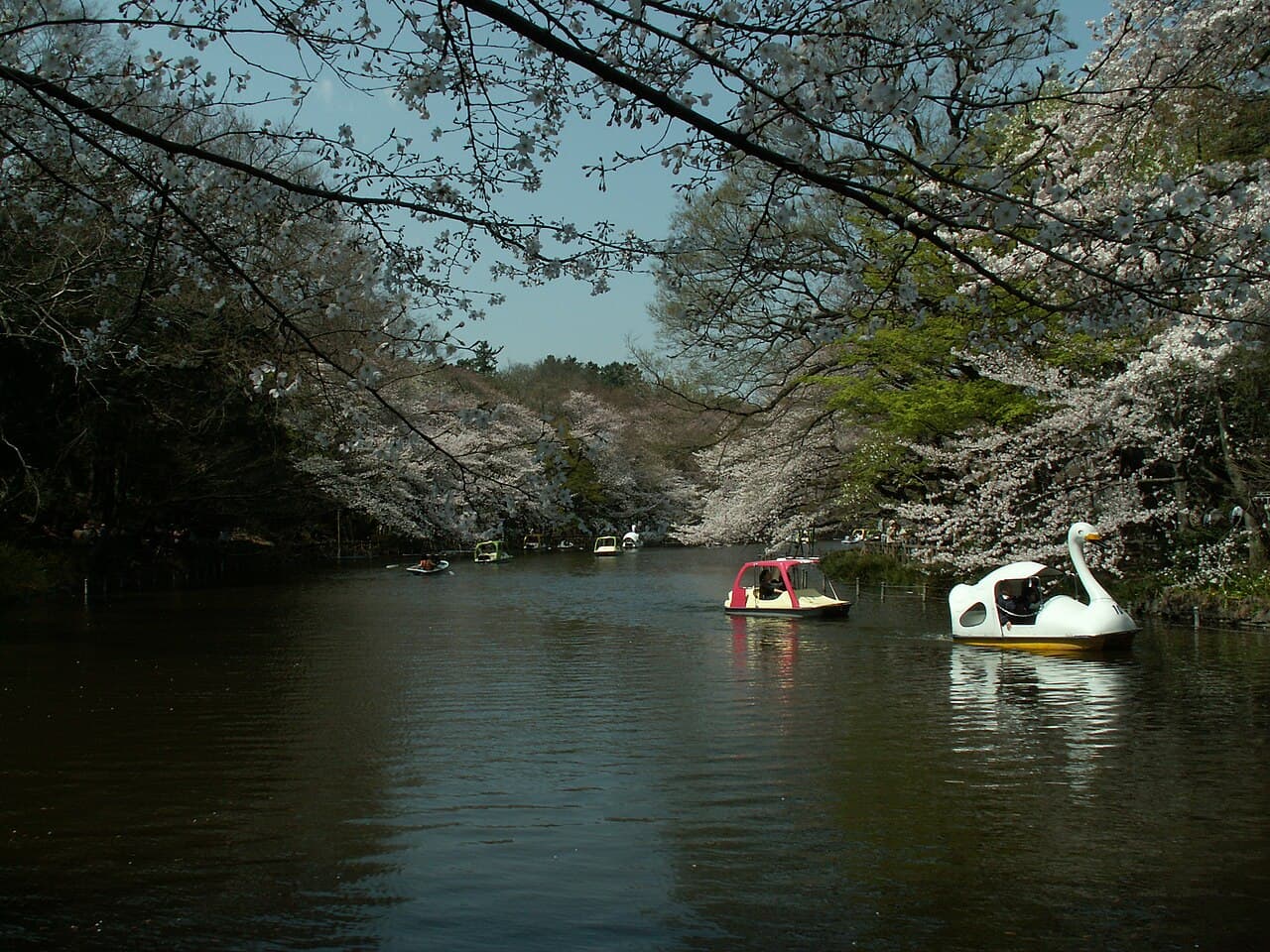 Cherry blossoms in bloom at Inokashira Park, Tokyo