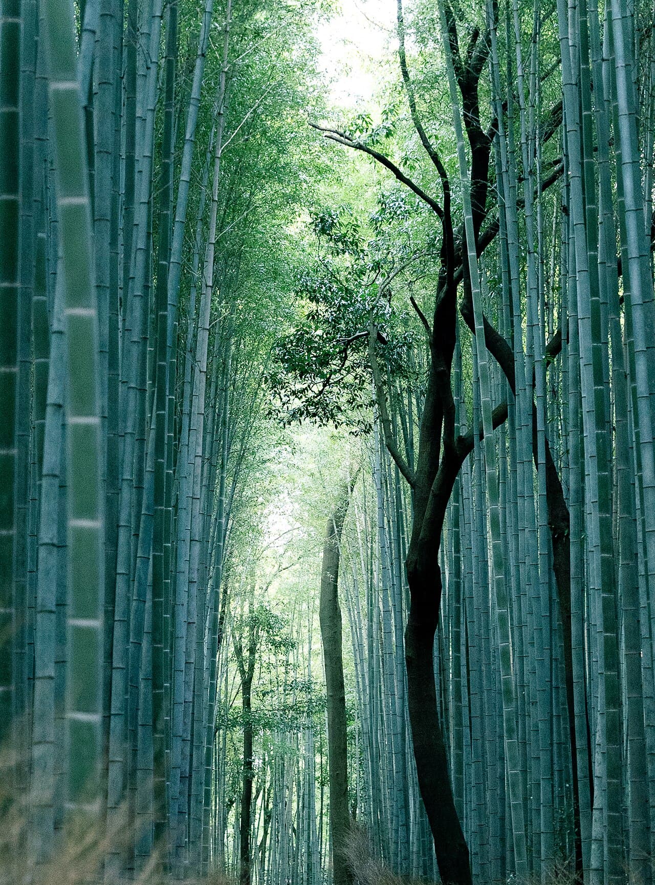 The towering bamboo path of the Arashiyama Bamboo Grove in Kyoto