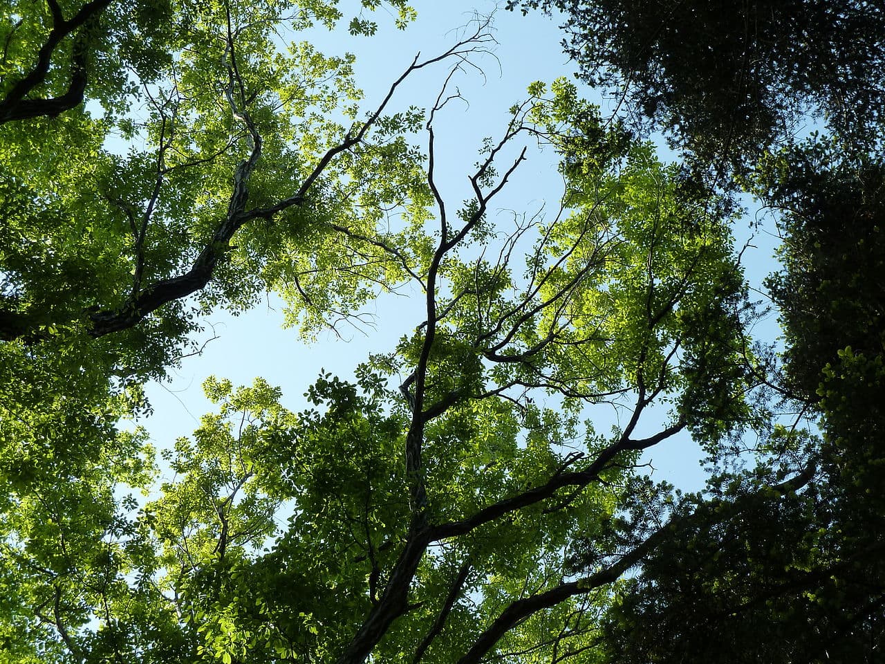 Hiking trail through the forest on Mount Takao, Tokyo