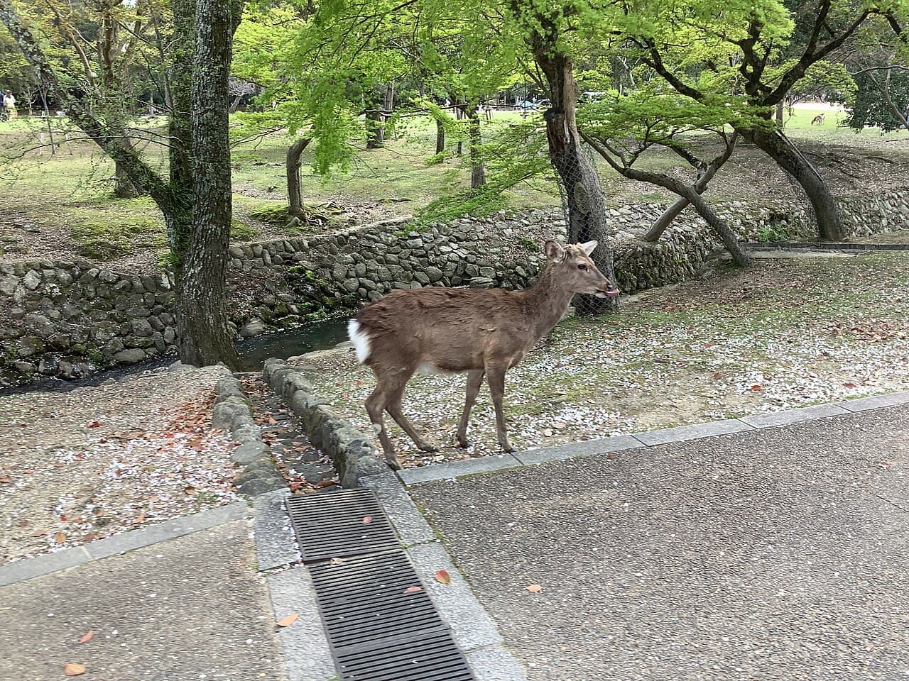 Nara Park Deer: Feeding & Safety Guide