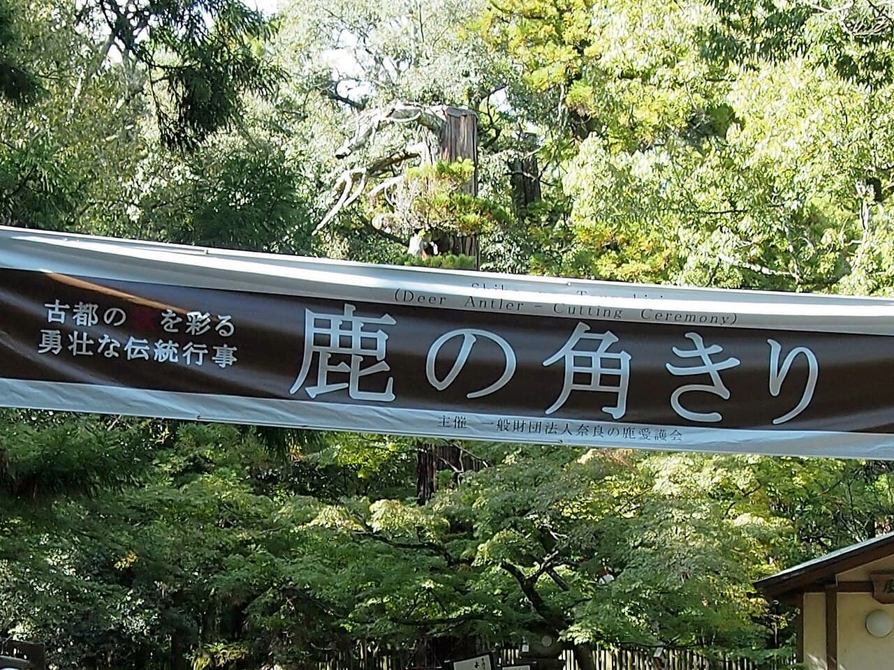 Shika no Tsunokiri (Deer Antler-Cutting Ceremony)