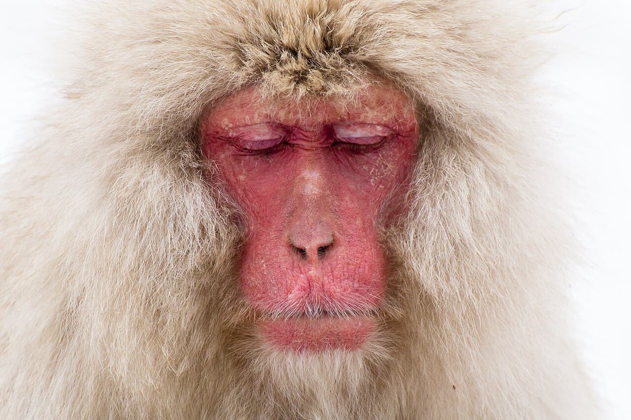 Jigokudani Snow Monkeys (Yaen-koen) Winter Season