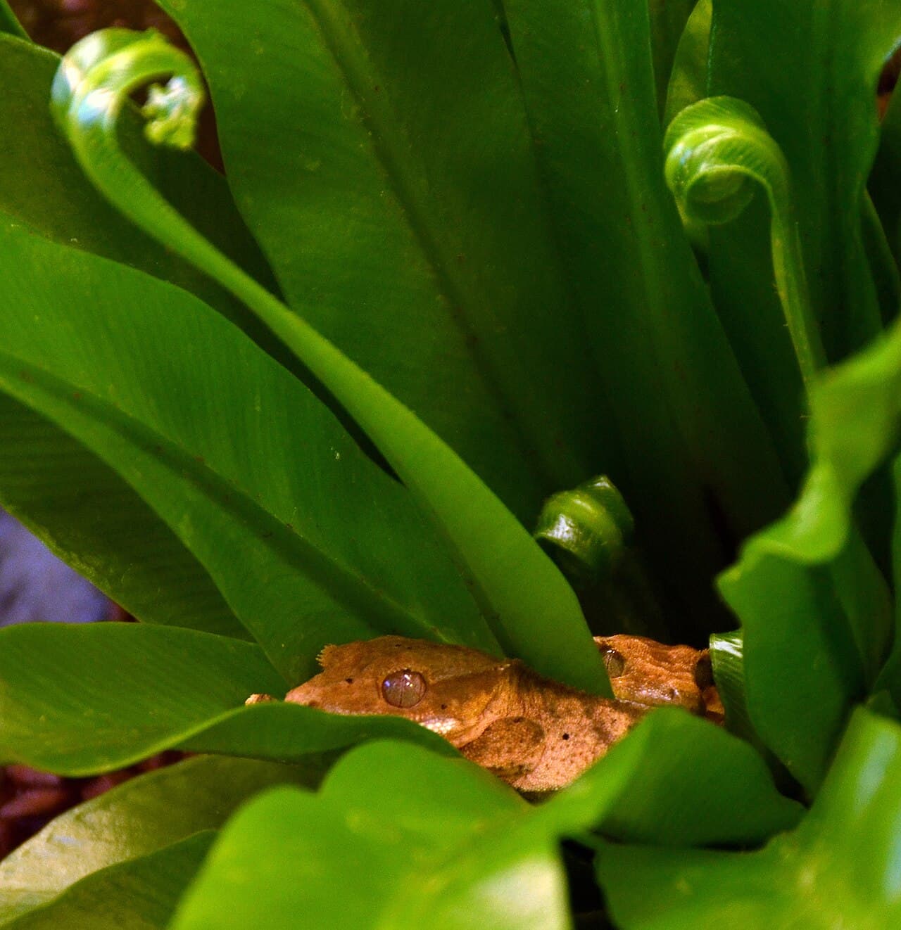 Japan Reptiles Show in Tokyo (BIG Autumn Rep) 2026