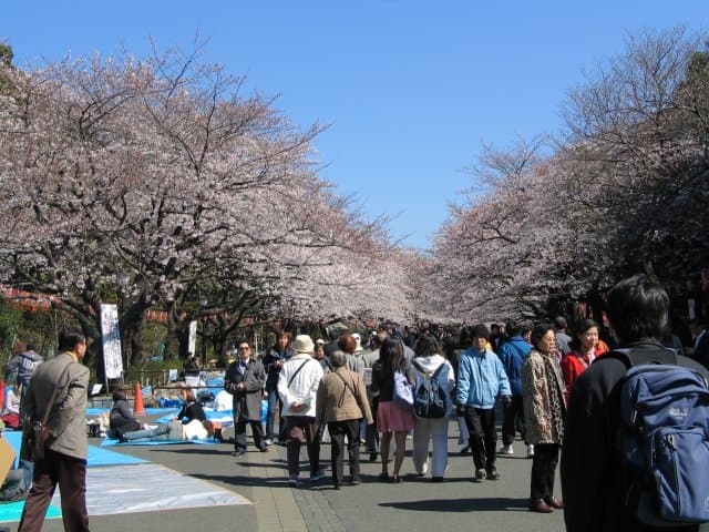 Cherry blossoms and hanami crowds at Ueno Park during the sakura season, Tokyo