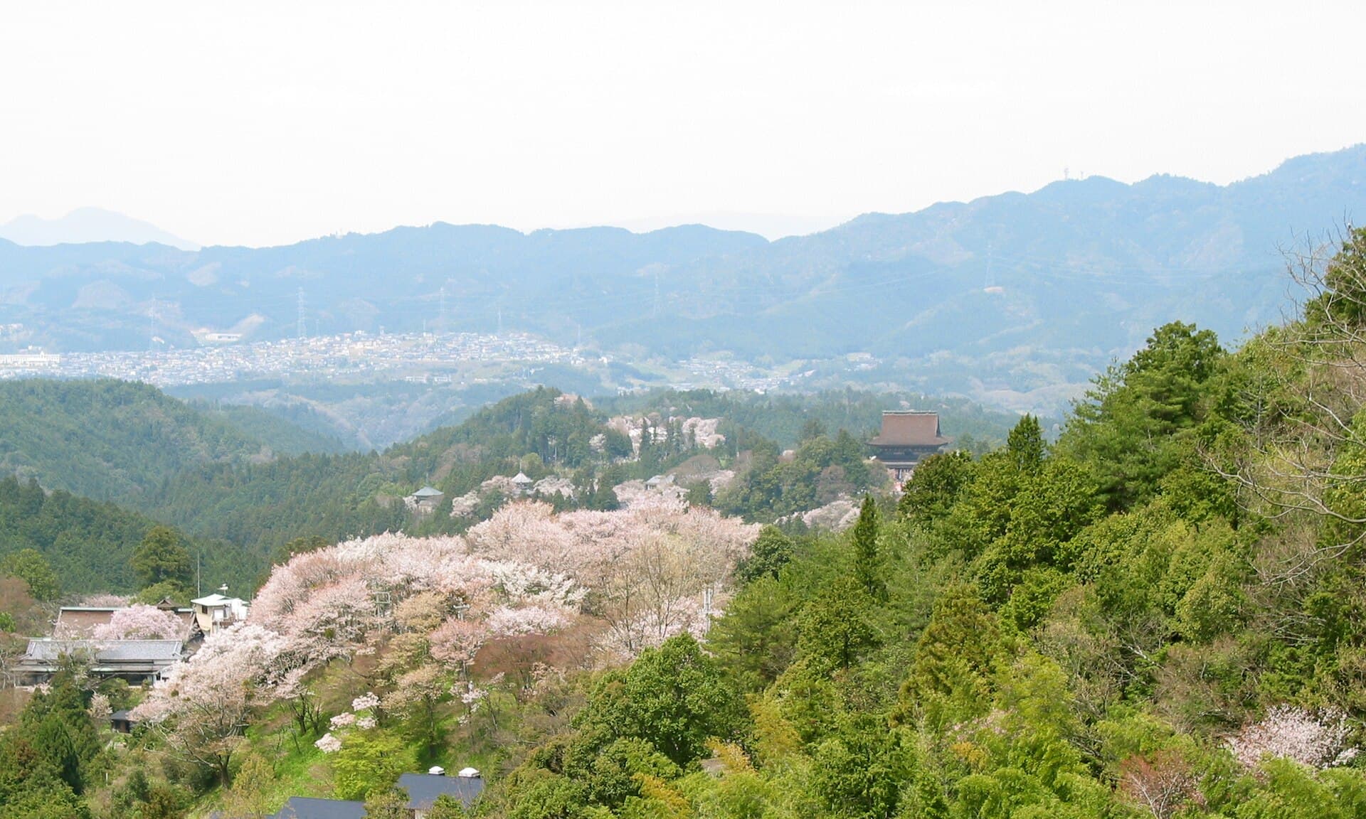 Mount Yoshino Cherry Blossoms (Yoshinoyama)