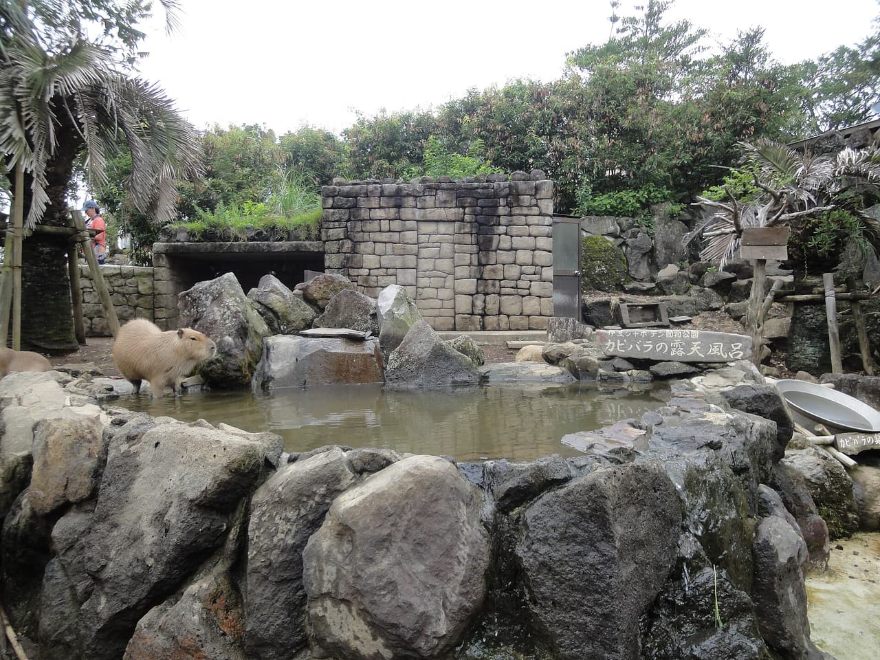 Capybaras in the open-air bath at Izu Shaboten Zoo, Ito, Shizuoka (photographed 2019)