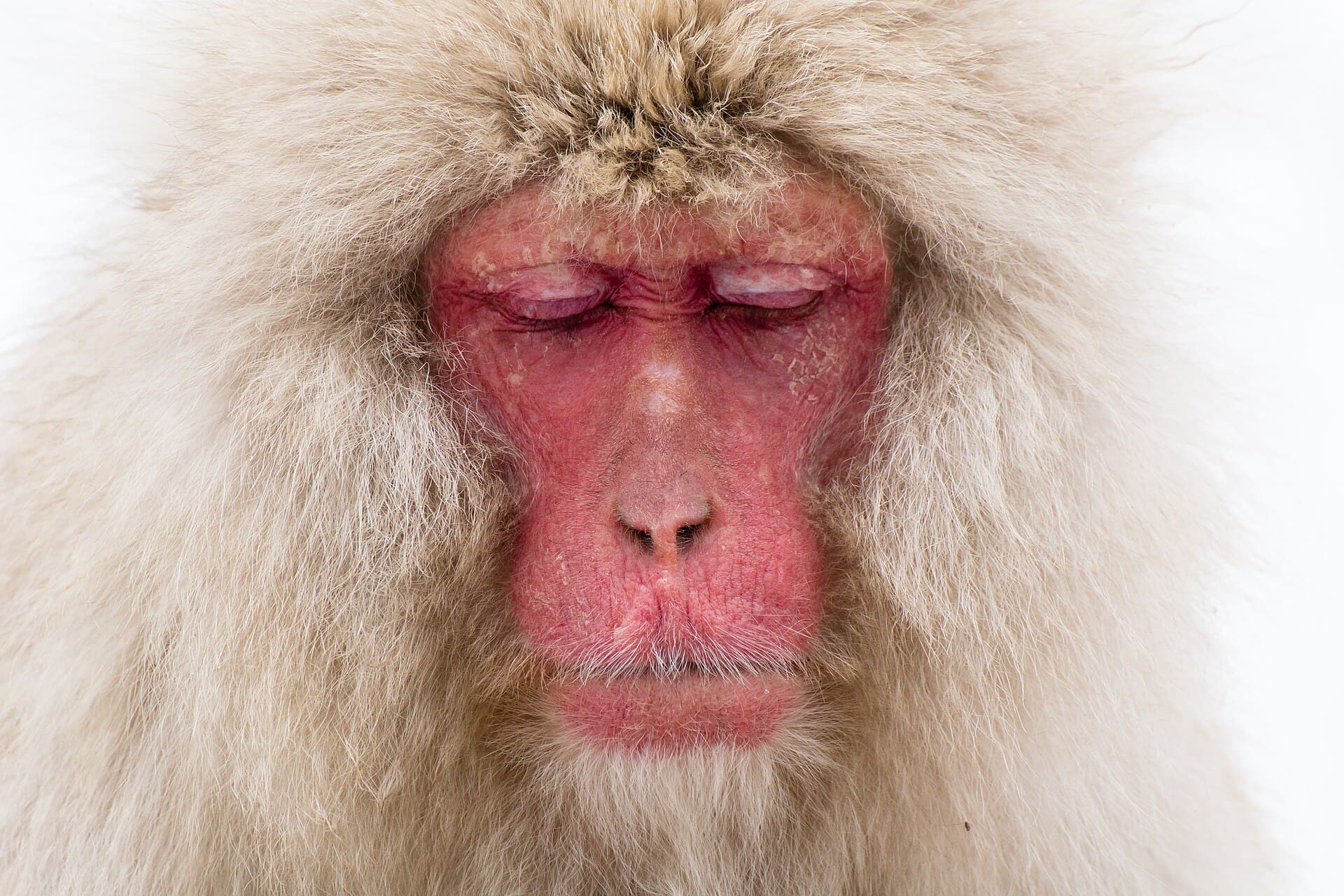 Jigokudani Snow Monkeys (Yaen-koen) Winter Season